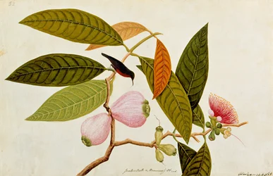 Jamboo, Boll and Humming Bird, from Drawings of Birds from Malacca